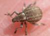Philopedon plagiatum